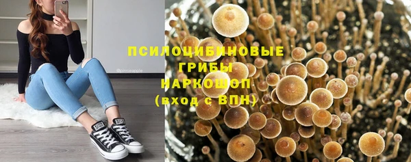 прущие грибы Абаза